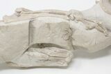 Articulated, Fossil Oreodont (Miniochoerus) Skeleton - Wyoming #197374-19